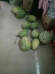 刷手机吃瓜,刷手机吃瓜的潮流现象解析  第3张